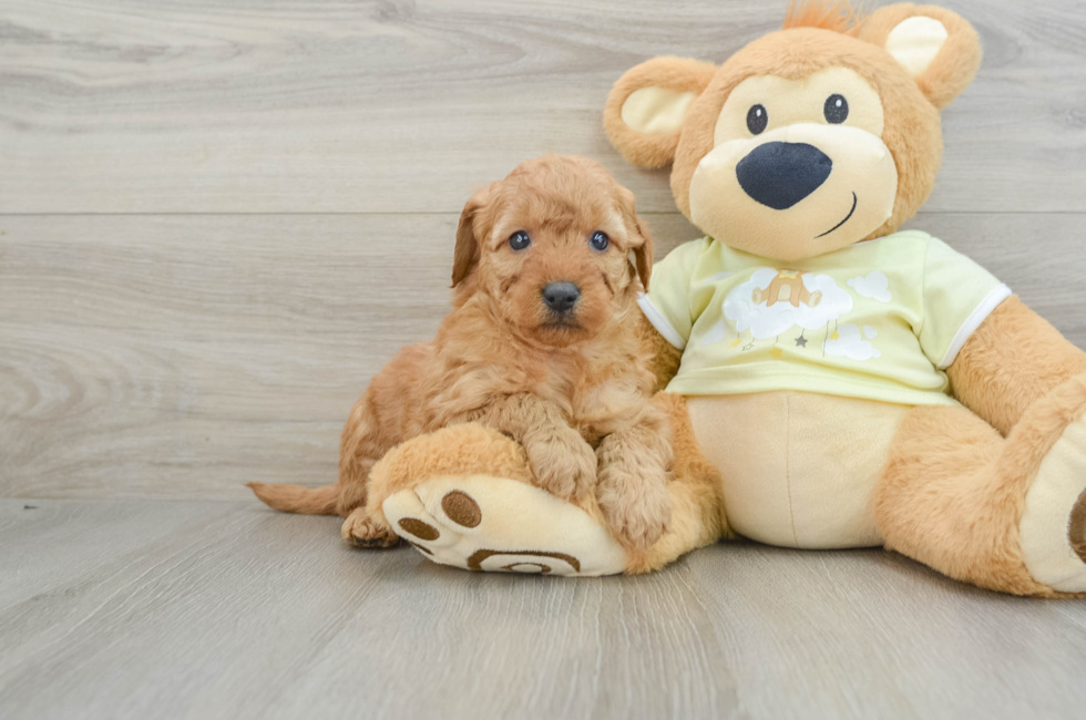 6 week old Mini Goldendoodle Puppy For Sale - Lone Star Pups