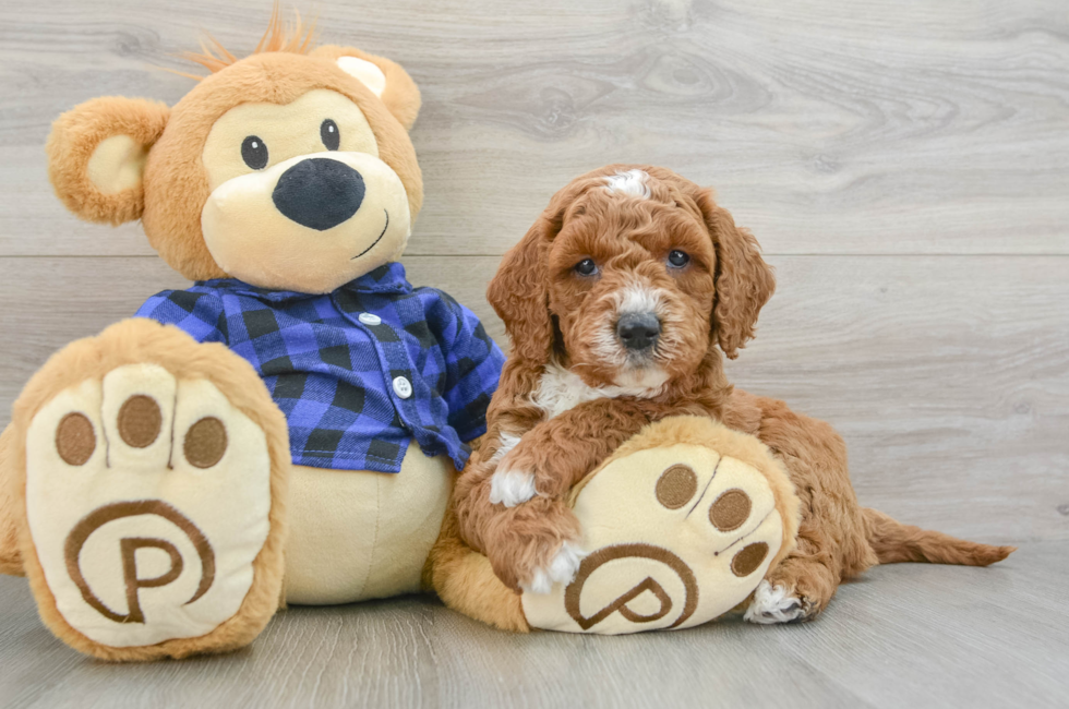 6 week old Mini Goldendoodle Puppy For Sale - Lone Star Pups