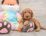 7 week old Mini Goldendoodle Puppy For Sale - Lone Star Pups