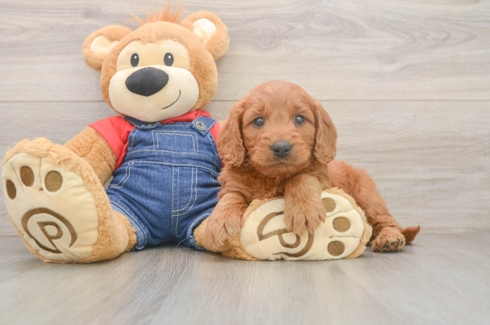 5 week old Mini Goldendoodle Puppy For Sale - Lone Star Pups