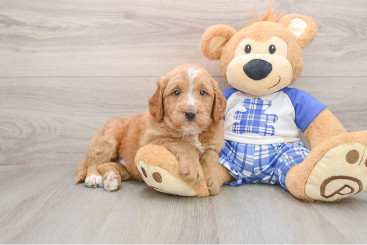 Sweet Mini Goldendoodle Baby