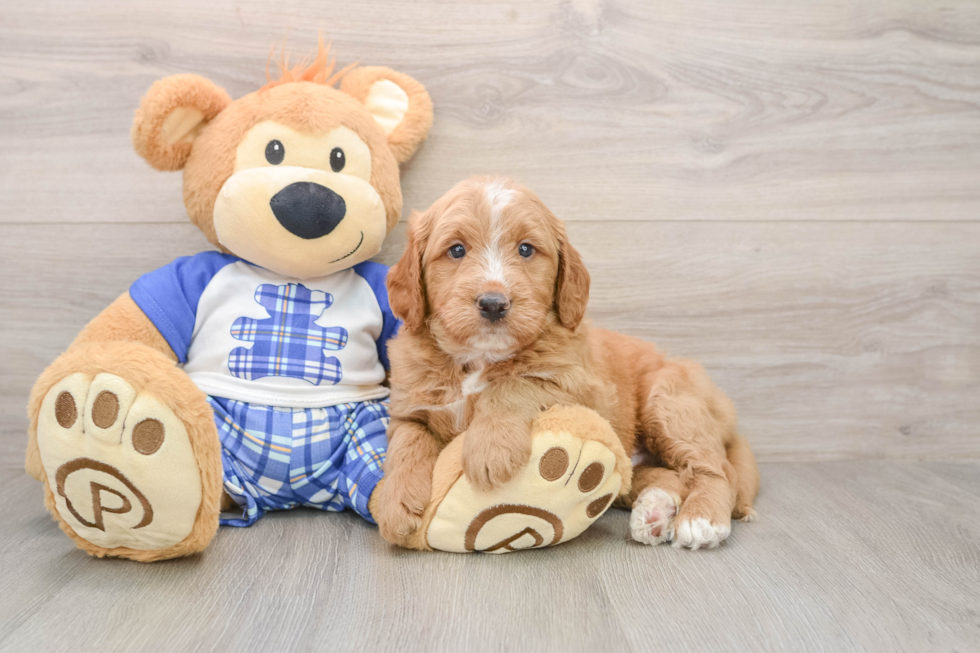 Funny Mini Goldendoodle Poodle Mix Pup