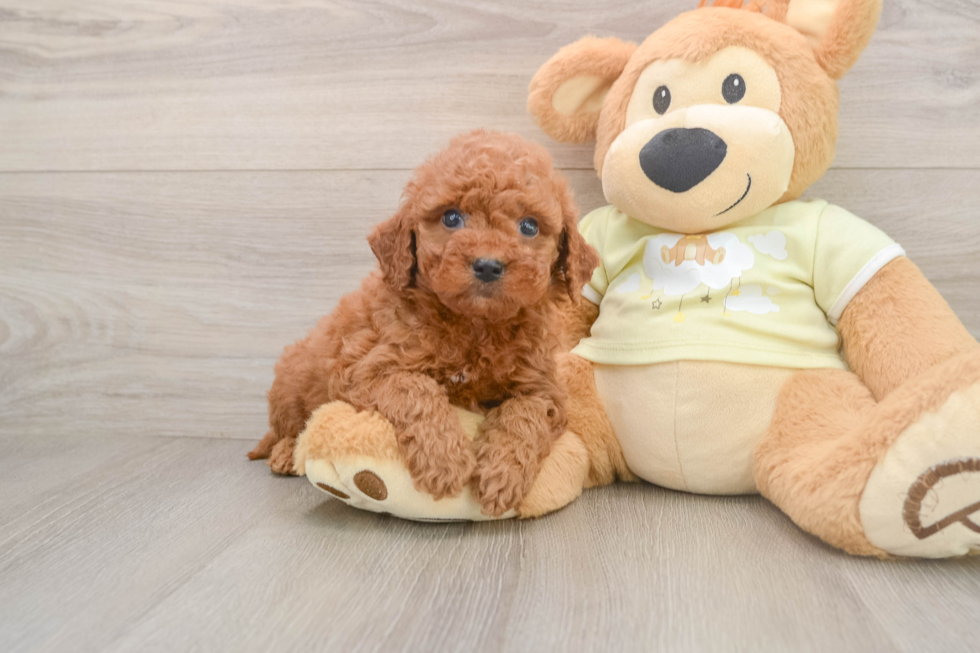 Mini Goldendoodle Puppy for Adoption