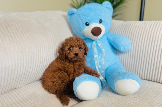 Mini Goldendoodle Puppy for Adoption