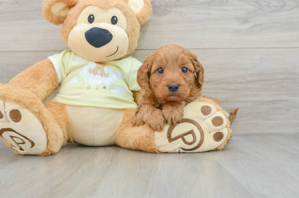 6 week old Mini Goldendoodle Puppy For Sale - Lone Star Pups