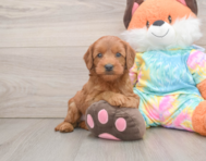 7 week old Mini Goldendoodle Puppy For Sale - Lone Star Pups
