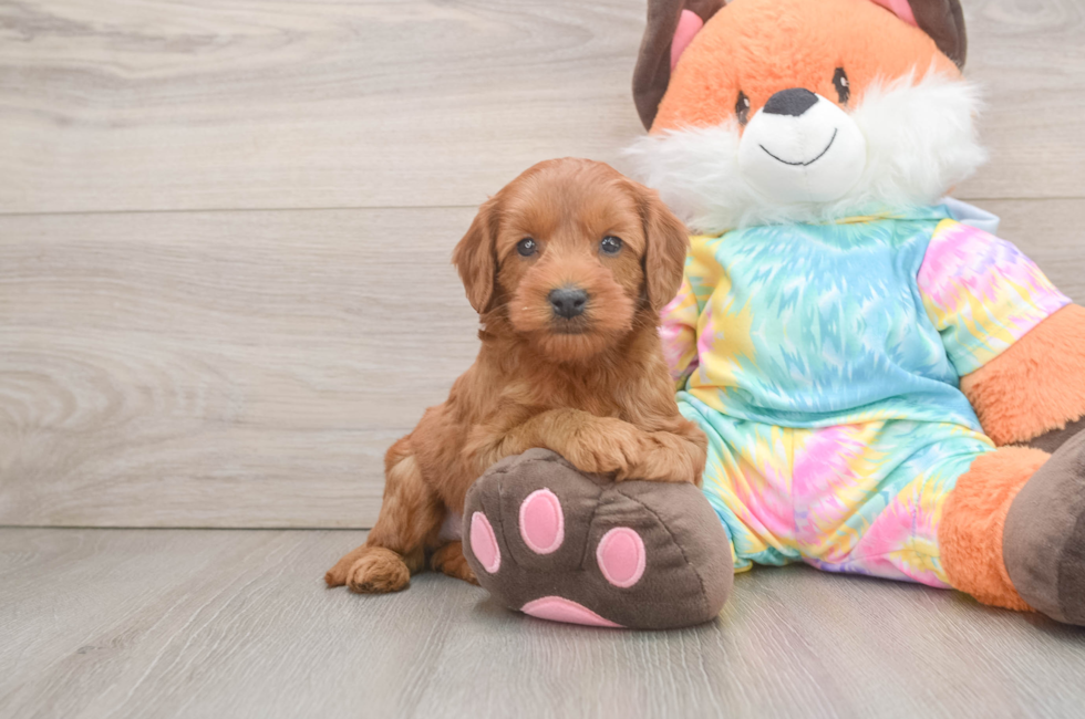 7 week old Mini Goldendoodle Puppy For Sale - Lone Star Pups