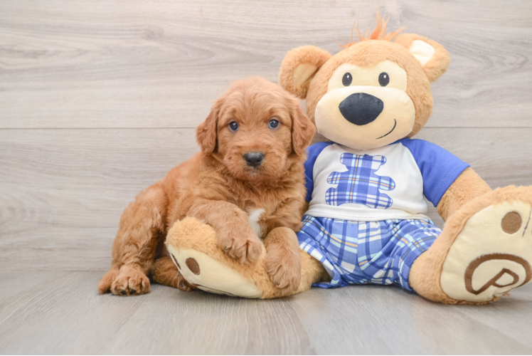 Sweet Mini Goldendoodle Baby