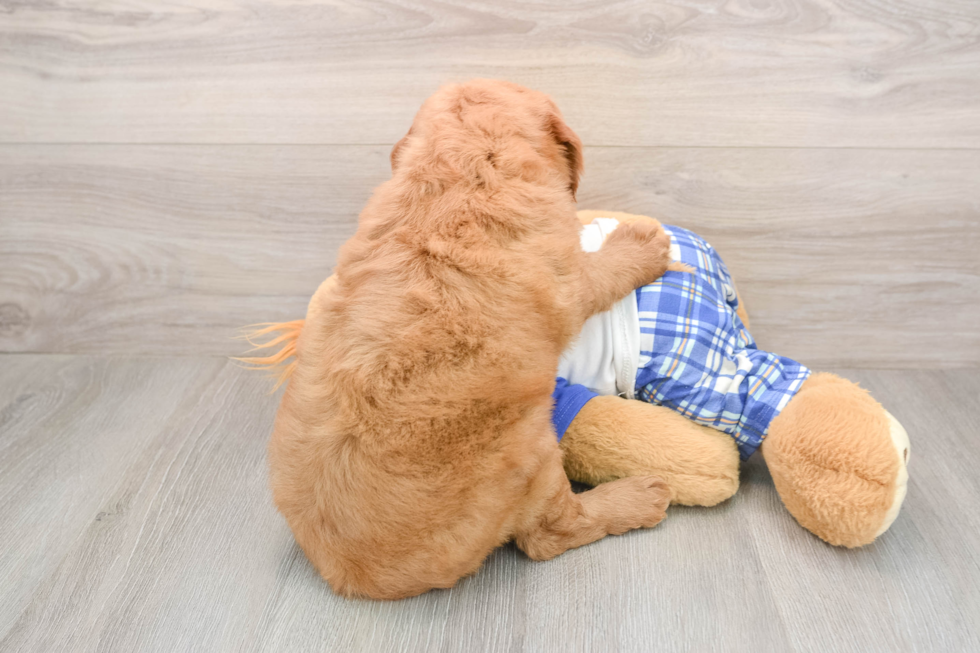 Friendly Mini Goldendoodle Baby