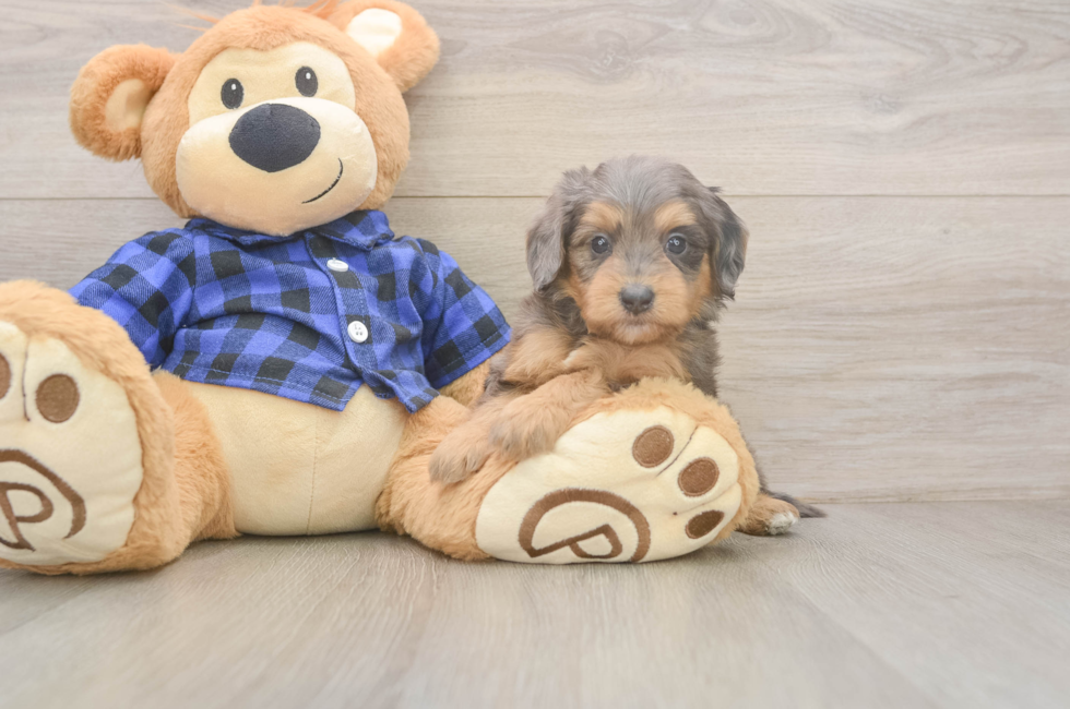 5 week old Mini Goldendoodle Puppy For Sale - Lone Star Pups