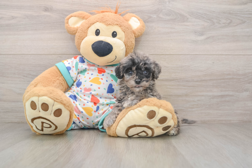 Playful Mini Groodle Poodle Mix Puppy