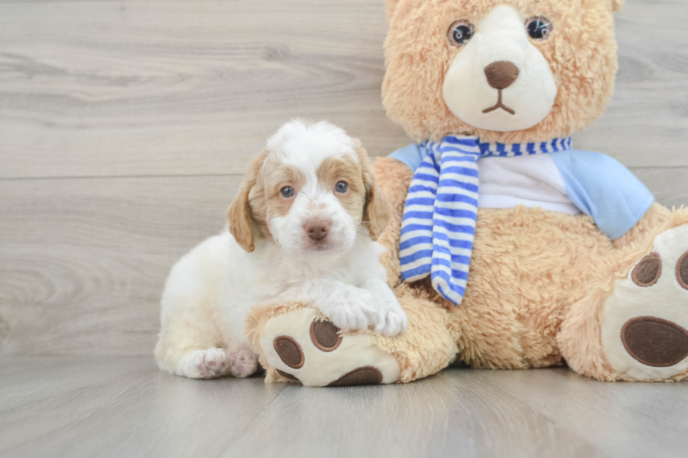 Fluffy Mini Goldendoodle Poodle Mix Pup