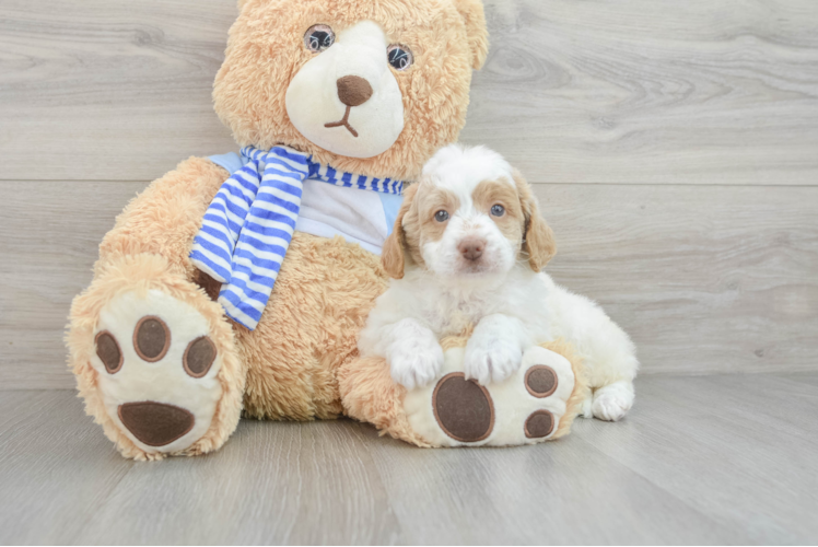 Sweet Mini Goldendoodle Baby