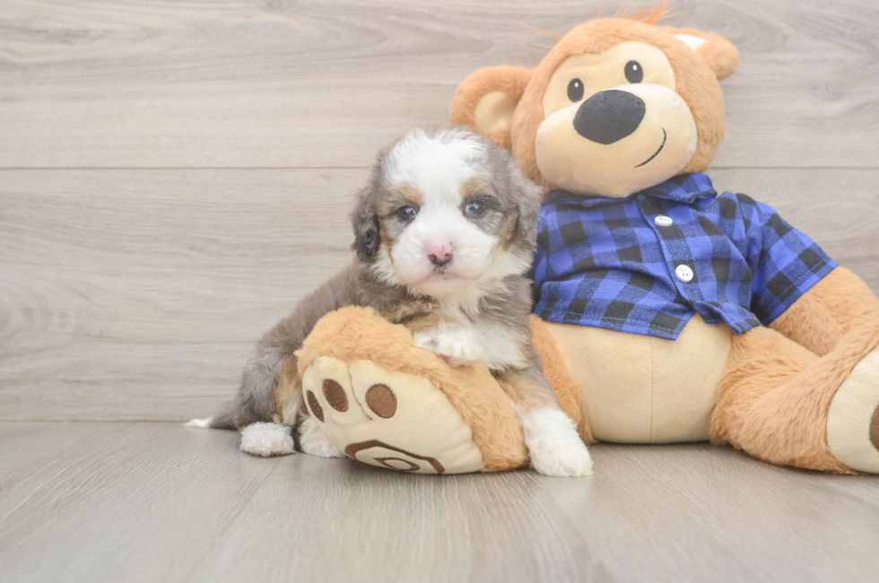 5 week old Mini Goldendoodle Puppy For Sale - Lone Star Pups