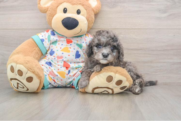 Cute Mini Goldendoodle Baby
