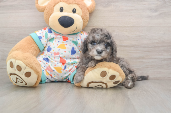 Cute Mini Goldendoodle Baby