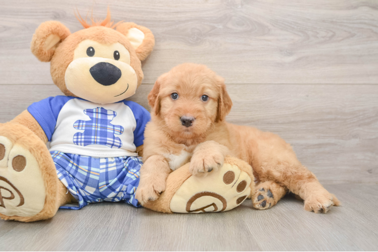 Mini Goldendoodle Puppy for Adoption