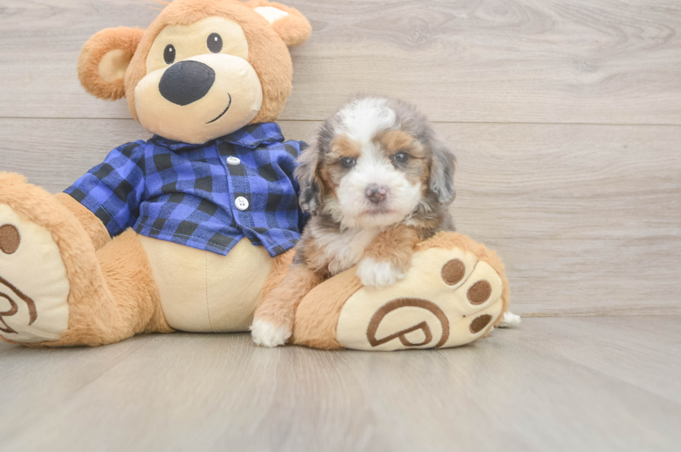 5 week old Mini Goldendoodle Puppy For Sale - Lone Star Pups