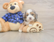 7 week old Mini Goldendoodle Puppy For Sale - Lone Star Pups 7 week old Mini Goldendoodle Puppy For Sale - Lone Star Pups