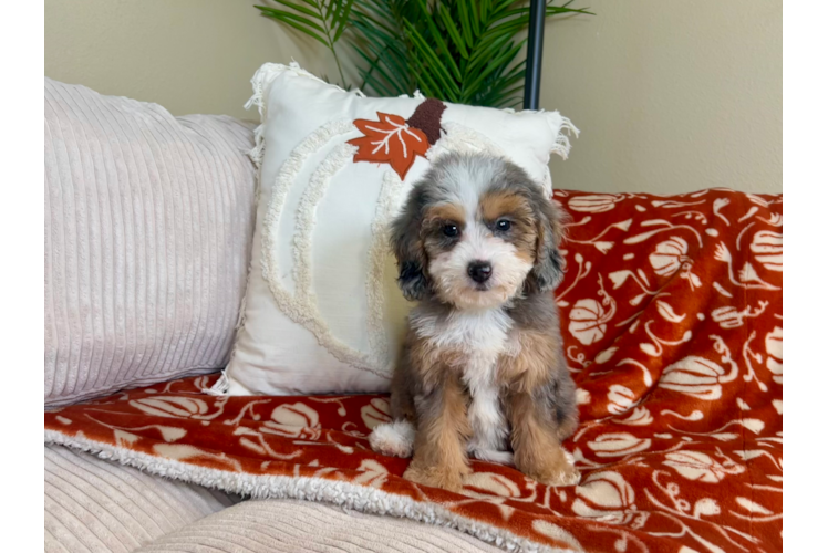 Cute Mini Goldendoodle Poodle Mix Pup