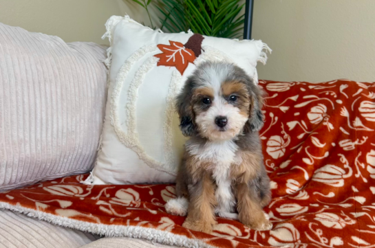 8 week old Mini Goldendoodle Puppy For Sale - Lone Star Pups Cute Mini Goldendoodle Poodle Mix Pup