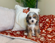 8 week old Mini Goldendoodle Puppy For Sale - Lone Star Pups 8 week old Mini Goldendoodle Puppy For Sale - Lone Star Pups