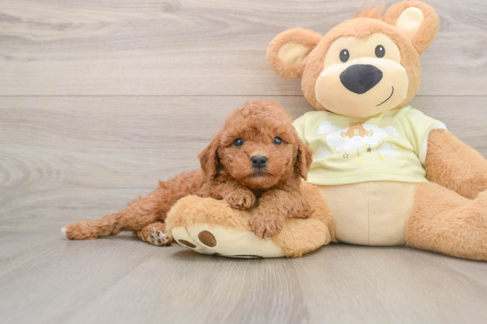 Best Mini Goldendoodle Baby