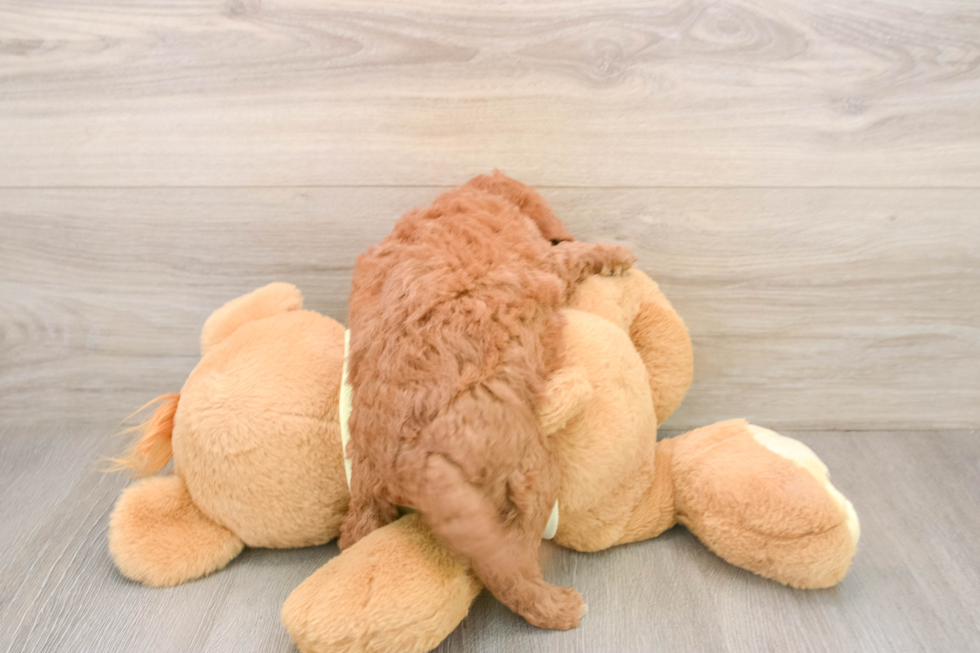Mini Goldendoodle Puppy for Adoption