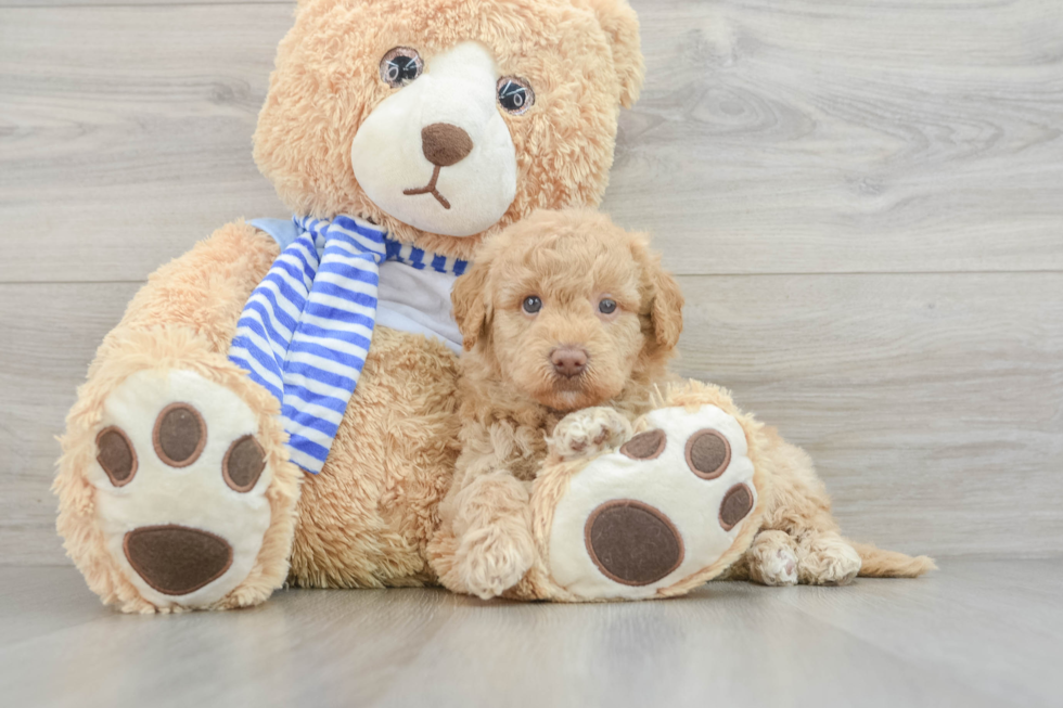 Popular Mini Goldendoodle Poodle Mix Pup