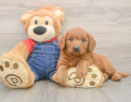 5 week old Mini Goldendoodle Puppy For Sale - Lone Star Pups