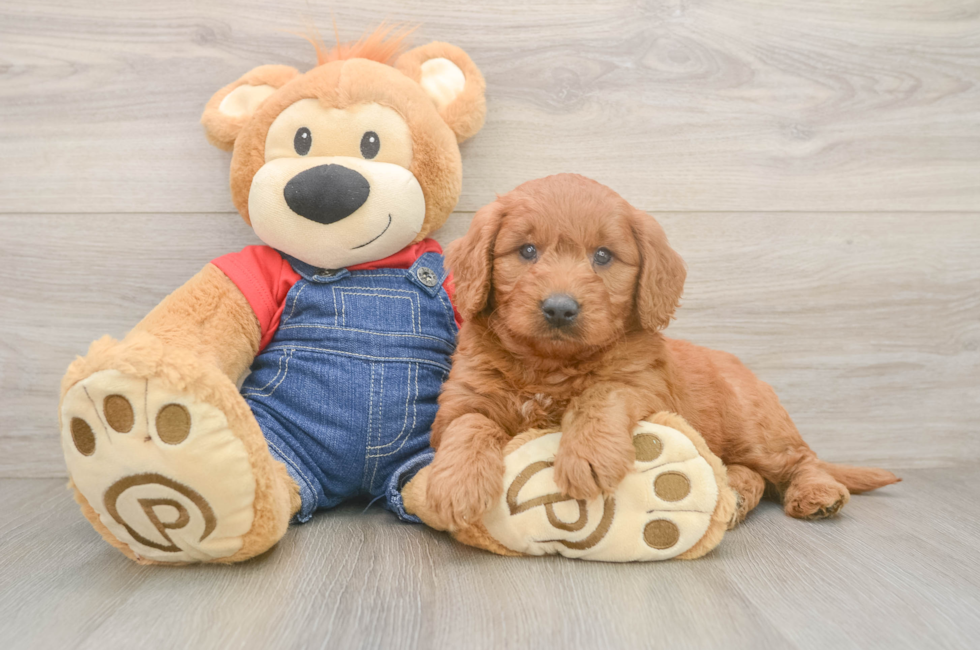 5 week old Mini Goldendoodle Puppy For Sale - Lone Star Pups