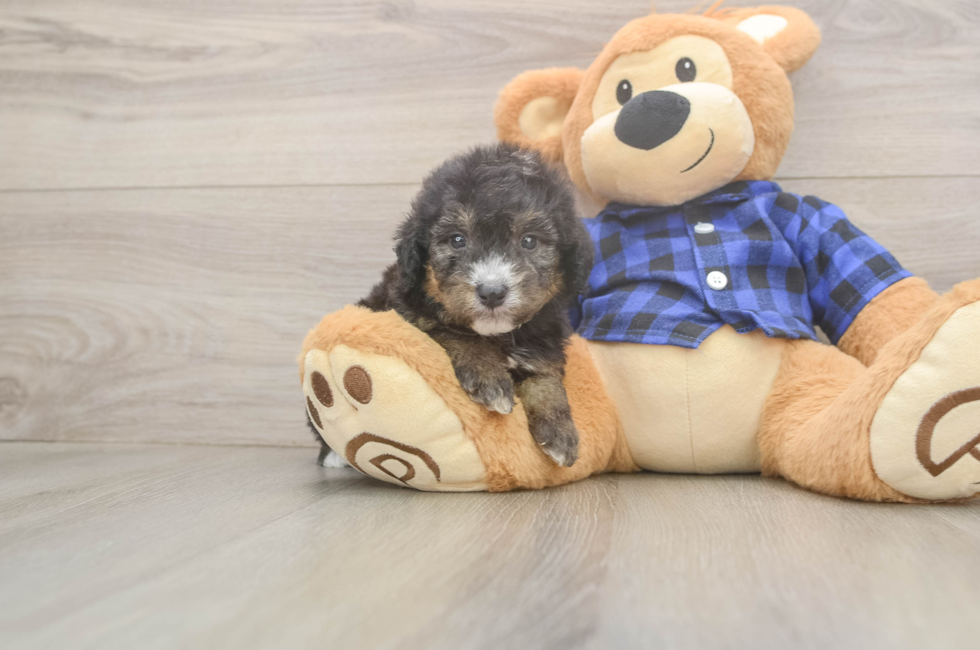 5 week old Mini Goldendoodle Puppy For Sale - Lone Star Pups