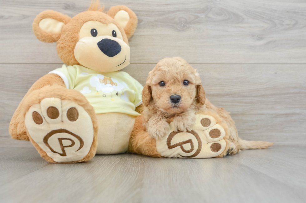 6 week old Mini Goldendoodle Puppy For Sale - Lone Star Pups