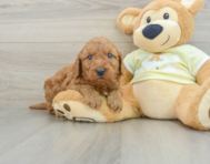 8 week old Mini Goldendoodle Puppy For Sale - Lone Star Pups