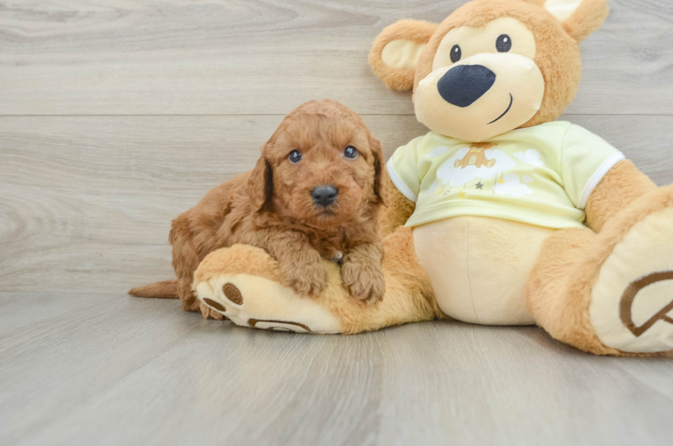 6 week old Mini Goldendoodle Puppy For Sale - Lone Star Pups