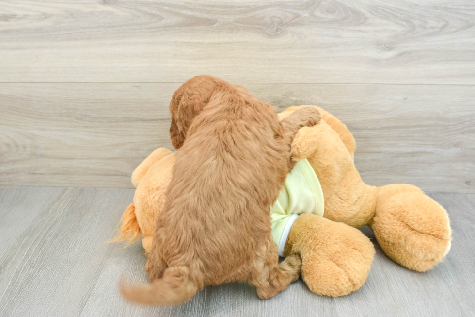 Cute Mini Goldendoodle Baby