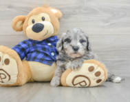 8 week old Mini Goldendoodle Puppy For Sale - Lone Star Pups