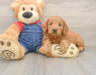 5 week old Mini Goldendoodle Puppy For Sale - Lone Star Pups