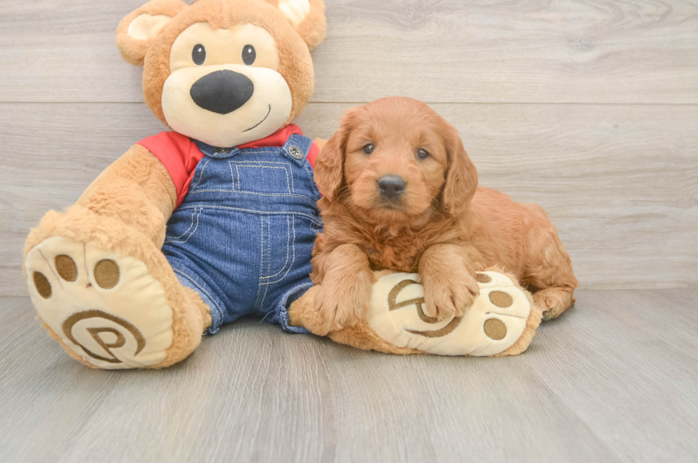 5 week old Mini Goldendoodle Puppy For Sale - Lone Star Pups