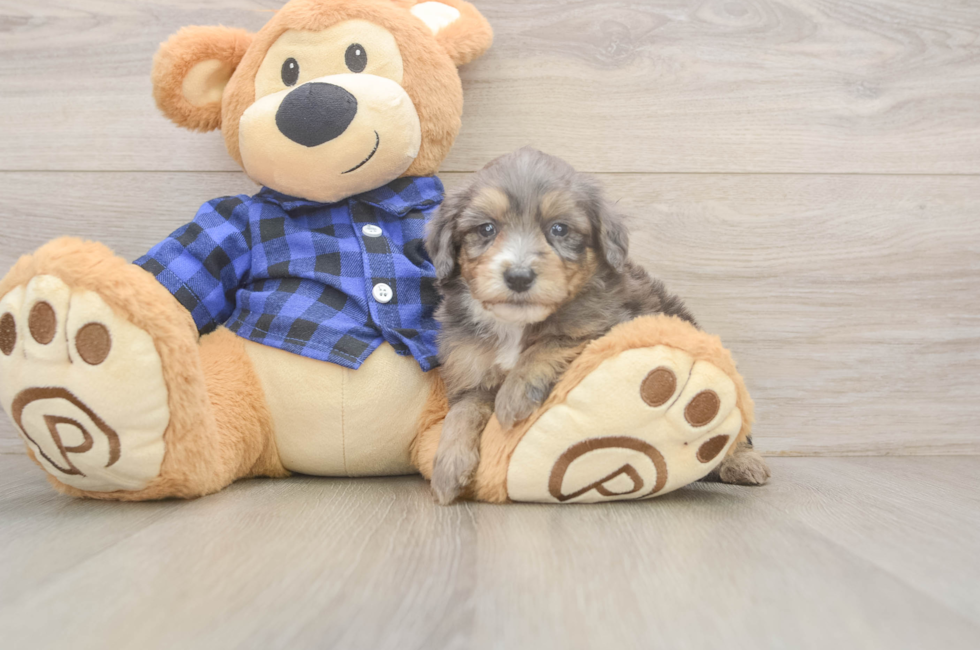 5 week old Mini Goldendoodle Puppy For Sale - Lone Star Pups