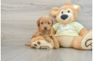 Best Mini Goldendoodle Baby