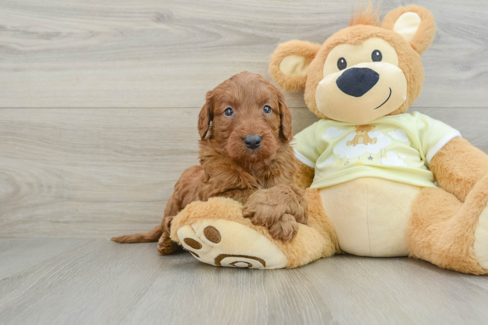 Cute Mini Goldendoodle Baby