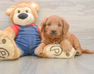 5 week old Mini Goldendoodle Puppy For Sale - Lone Star Pups