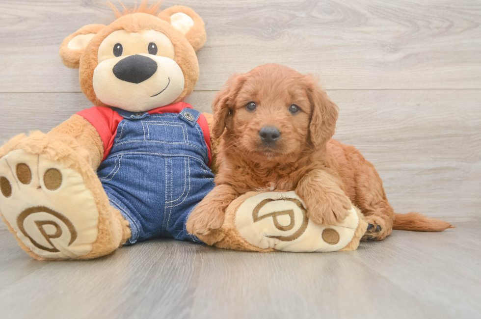 5 week old Mini Goldendoodle Puppy For Sale - Lone Star Pups