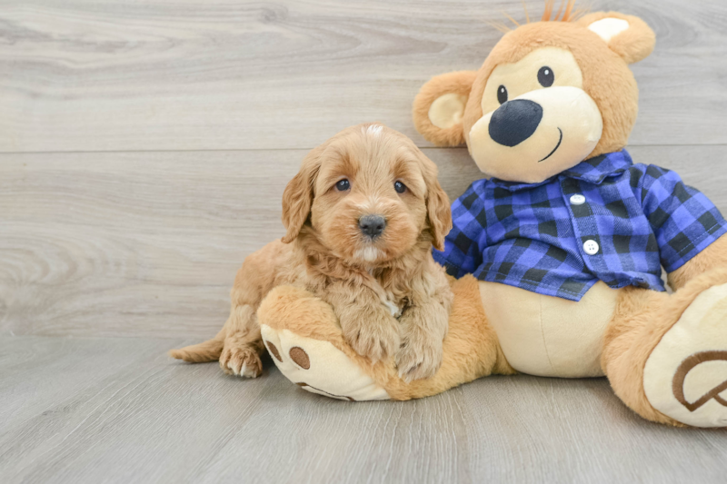 Meet T Bone - our Mini Goldendoodle Puppy Photo 1/3 - Lone Star Pups