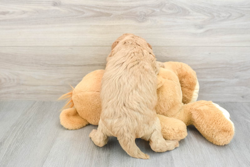 Meet T Bone - our Mini Goldendoodle Puppy Photo 2/3 - Lone Star Pups