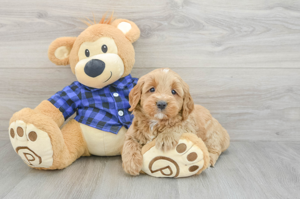 7 week old Mini Goldendoodle Puppy For Sale - Lone Star Pups