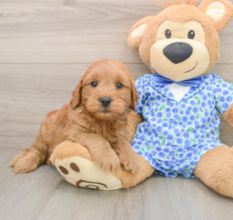 7 week old Mini Goldendoodle Puppy For Sale - Lone Star Pups