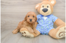 Popular Mini Goldendoodle Poodle Mix Pup