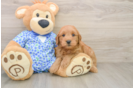 Hypoallergenic Mini Goldiepoo Poodle Mix Puppy